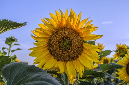 sunflower summer sunshine