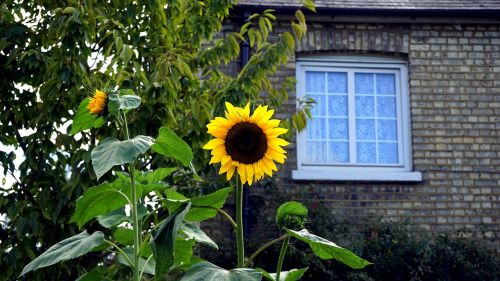 sunflower yellow nature