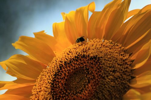 sunflower bee summer