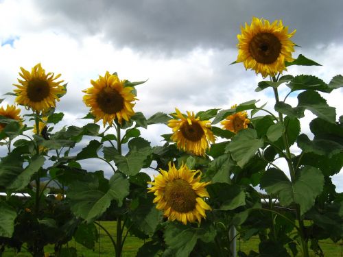 sunflower flower sun