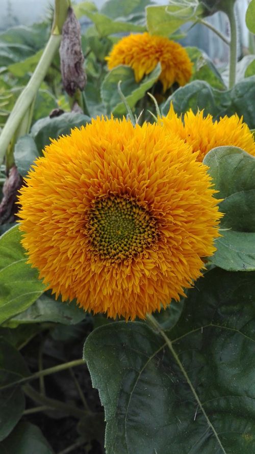 sunflower flowers nature