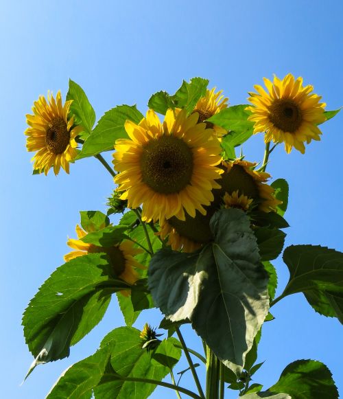 sunflower summer yellow