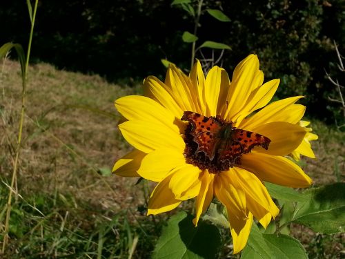 sunflower butterfly summer