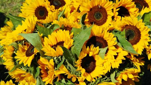 sunflower sunflower field bouquet