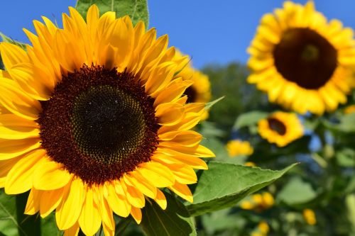 sunflower sunflower field yellow