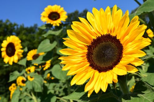 sunflower sunflower field yellow