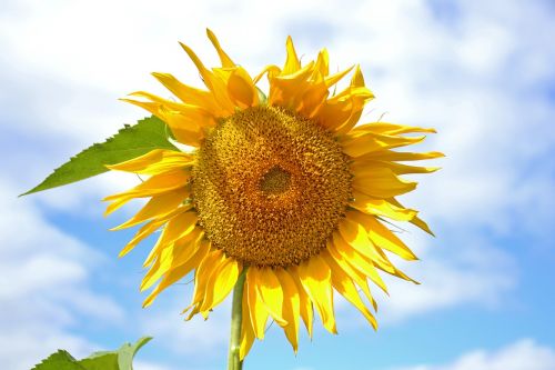 sunflower plant yellow