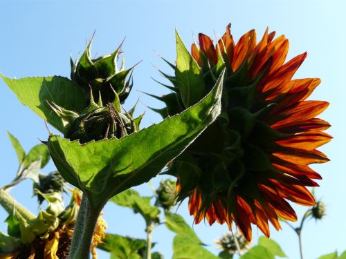 sunflower sun light