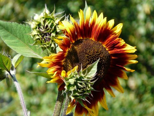 sunflower sun light