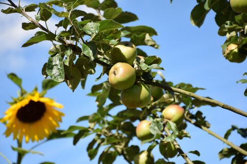 sunflower apples apple tree