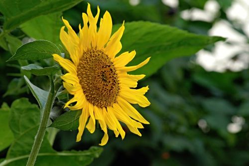 sunflower flower yellow