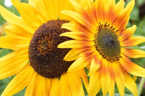 sunflower flowers summer