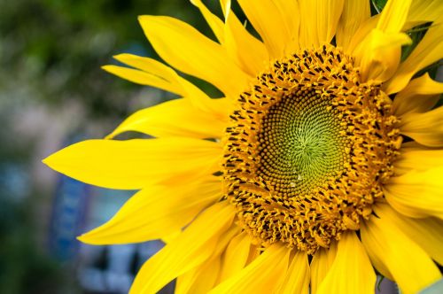 sunflower a yellow flower yellow