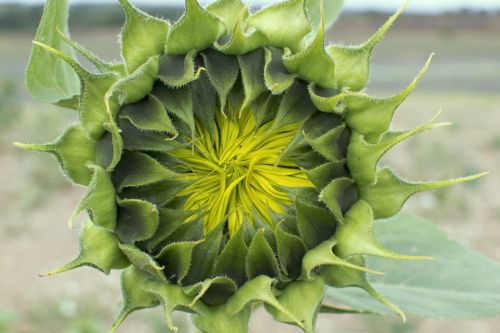 sunflower sunflower bud blossom