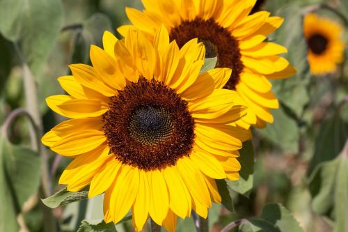 sunflower helianthus annuus flower