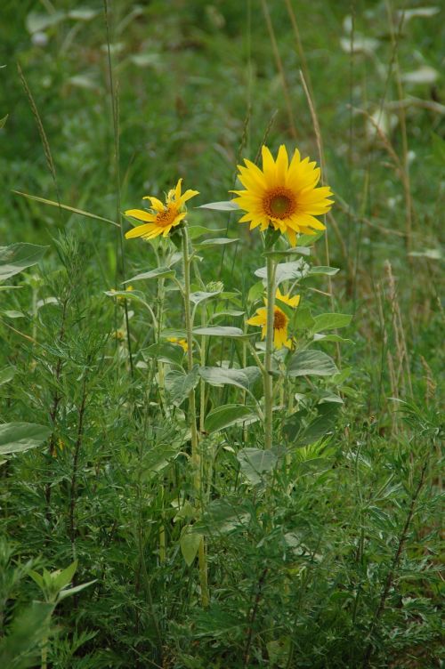 sunflower plant flower