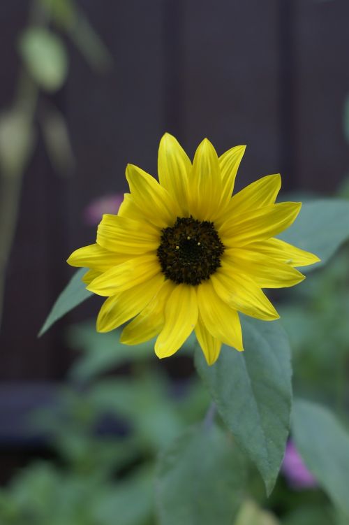sunflower flower garden
