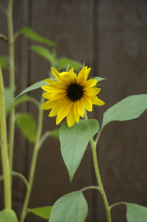 sunflower flower yellow