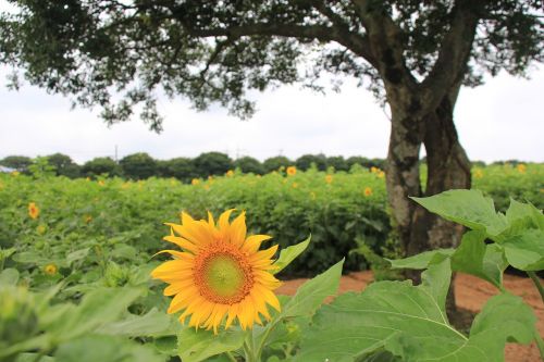 sunflower farm outing