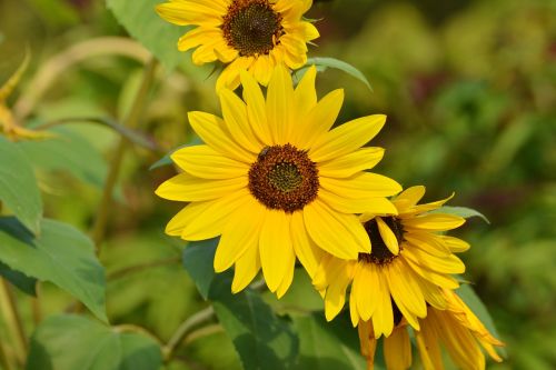 sunflower yellow late summer