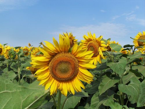 sunflower field summer