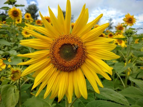 sunflower nature bee