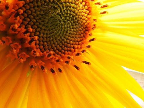 sunflower macro yellow