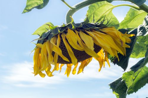 sunflower summer sky