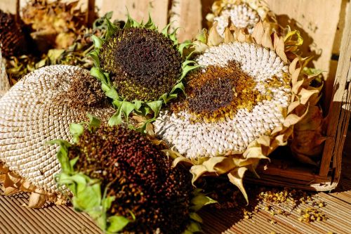 sunflower stranded tramples over seeds