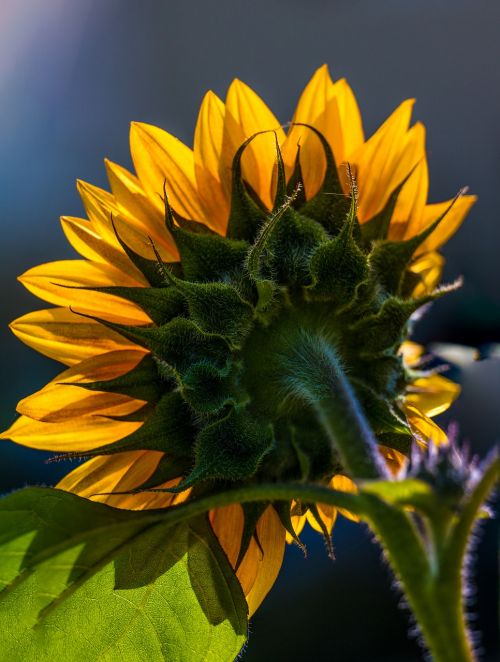 sunflower floral color