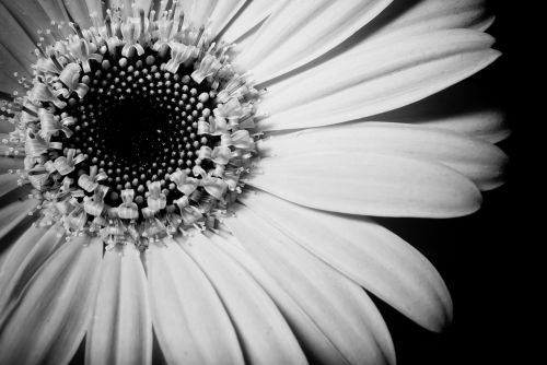 sunflower black and white close-up