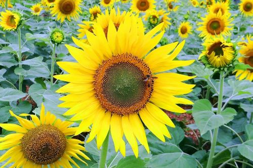 sunflower bee flower