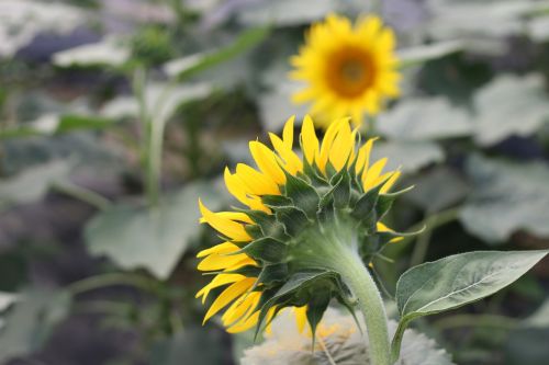 sunflower green open country