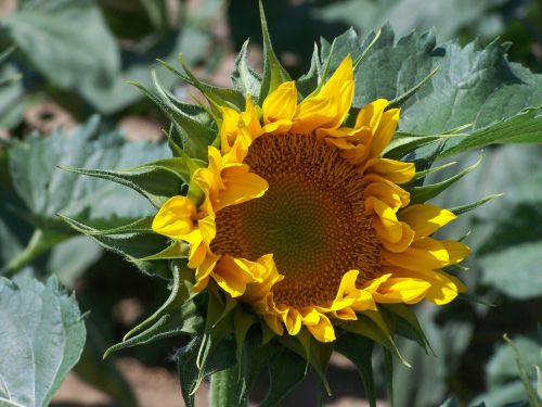 sunflower yellow oragnge