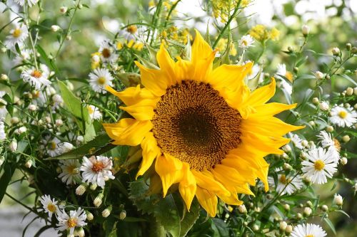 sunflower sun flower yellow