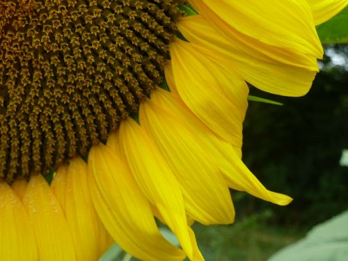 sunflower heart flower