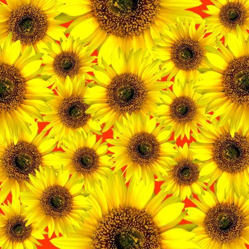 sunflower background summer