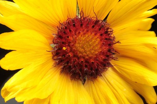 sunflower wildflower indian paintbrush