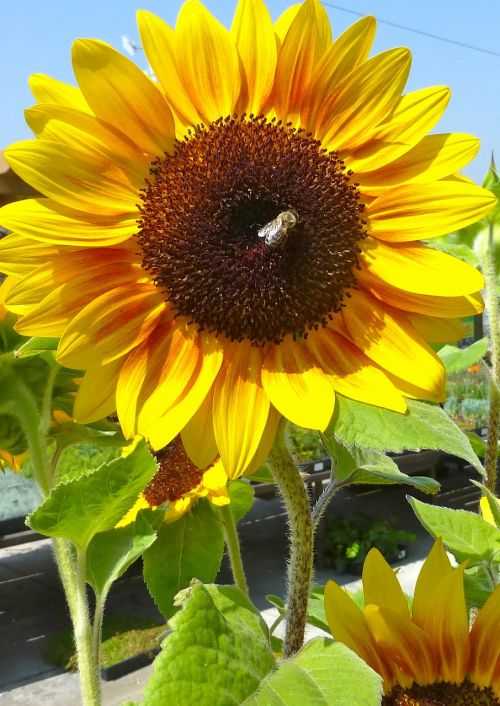 sunflower bee flora
