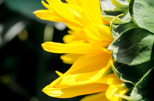 sunflower yellow summer
