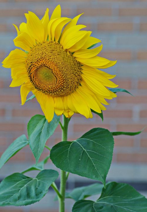 sunflower summer yellow