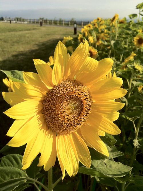 sunflower yellow summer