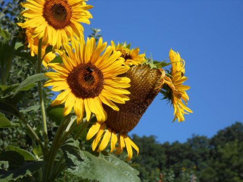 sunflower autumn yellow flower