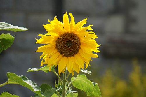 sunflower flower yellow flower