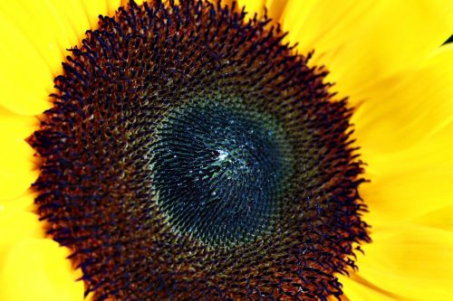 sunflower nature yellow