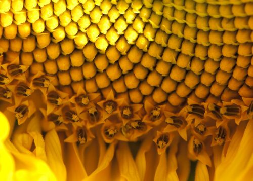 sunflower seeds yellow