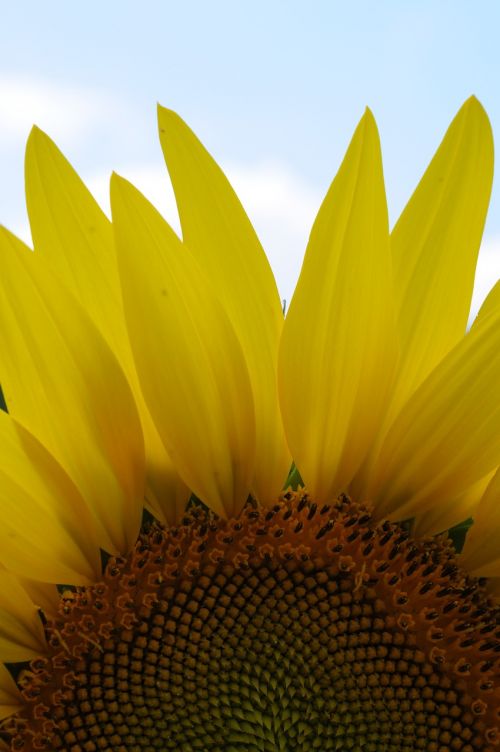 sunflower sunlight nature