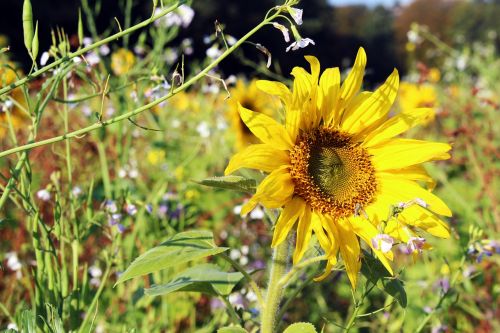 sunflower sunflower field yellow