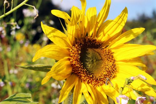 sunflower sunflower field yellow