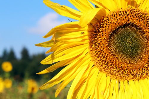 sunflower sunflower field yellow